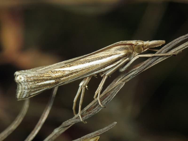 Crambidae